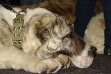 Alegerea unui catelus de ciobanesc din Asia Centrală (wolfhound), nu vă grăbiți să cumpărați un lup!