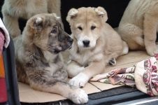 Alegerea unui catelus de ciobanesc din Asia Centrală (wolfhound), nu vă grăbiți să cumpărați un lup!