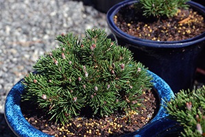 Tipuri și varietăți de pin pentru cultivarea în ghivece și cuve