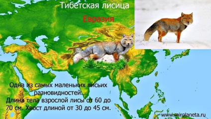 Tipuri de fotografii și caracteristici ale vulpilor (vulpi)