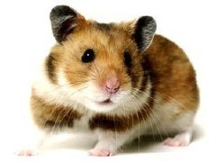 Tipuri de hamsteri