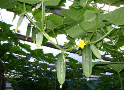 Cultivarea castravetilor in sera are propriile nuante