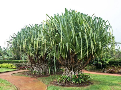 Cultivarea pandanului la domiciliu, specie, plantare și îngrijire, fotografie