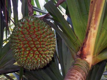 Cultivarea pandanului la domiciliu, specie, plantare și îngrijire, fotografie