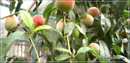 Вирощування персиків в теплиці, сайт про сад, дачі і кімнатних рослинах