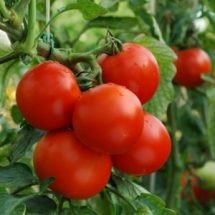 Вирощування помідорів, секрети саду і городу