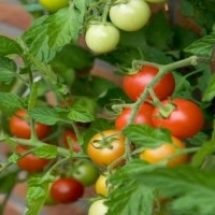 Вирощування помідорів, секрети саду і городу