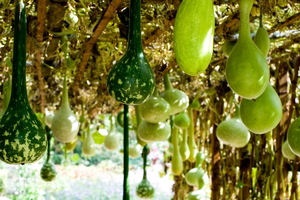 Вирощування солодкого перцю у відкритому грунті, зразкова садиба
