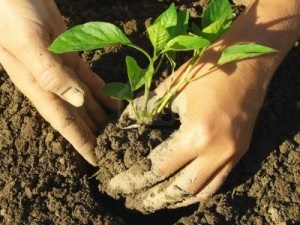 Вирощування солодкого перцю у відкритому грунті, зразкова садиба