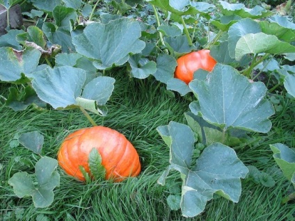 Cultivarea răsadurilor de dovleac, în seră, în îngrijirea terenului deschis, blog