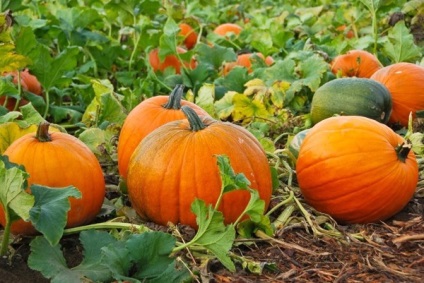 Cultivarea răsadurilor de dovleac, în seră, în îngrijirea terenului deschis, blog