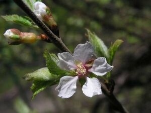 Вирощування вишні повстяної - prunus tomentosa