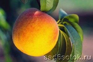 Вирощування в теплиці персиків і нектаринів