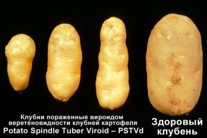 Вірусні хвороби картоплі та боротьба з ними