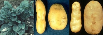 Bolile virale ale cartofilor și controlul acestora