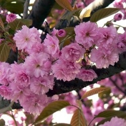 Cherry Sakura descriere fotografie
