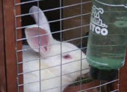 Вода і кролики - харчування кроликів - розведення кроликів - статті про кроликів