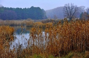 A kereső a ponty, a siker titka