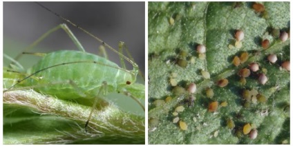 Dăunători de castraveți - thrips, whitefly și afide