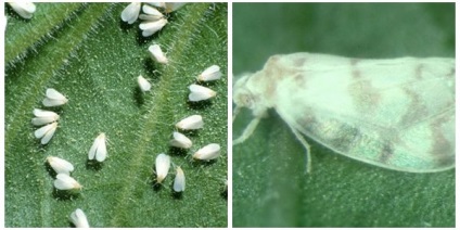 Dăunători de castraveți - thrips, whitefly și afide