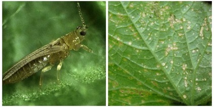 Dăunători de castraveți - thrips, whitefly și afide