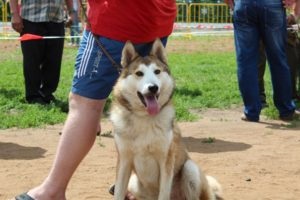 O expoziție de câini de vânătoare a avut loc la Saransk, teritoriul Mordoviei