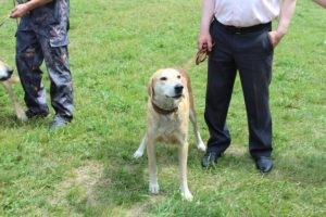 O expoziție de câini de vânătoare a avut loc la Saransk, teritoriul Mordoviei