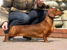 Totul despre dachshund de câine - plat ca habitat