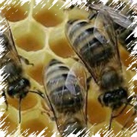 Все про посуху для бджіл бочка меду