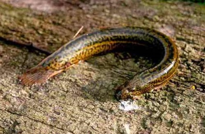 Loach fotó, előkészítése, előnyei és hátrányai