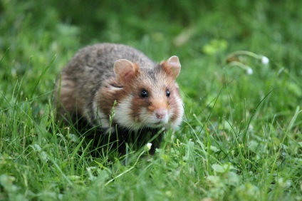 Hamsteri fotografii și imagini, sfaturi despre îngrijire