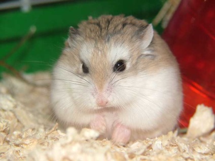 Hamsteri fotografii și imagini, sfaturi despre îngrijire