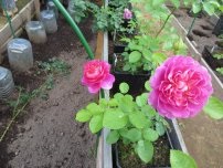 Depozitarea și plantarea de bulbi de alune de flori imperiale, în grădină (gospodărie)