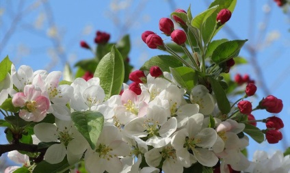 Apple copaci - descriere, plantare, îngrijire, cum să alegeți răsaduri de mere