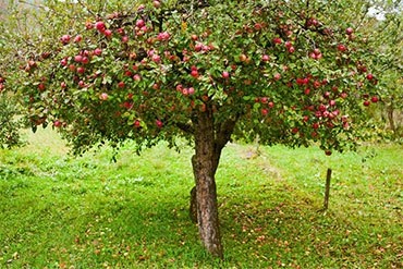 Az almafák - leírás, ültetés, gondozás, hogyan kell kiválasztani a almafacsemetéket