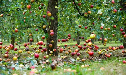 Apple copaci - descriere, plantare, îngrijire, cum să alegeți răsaduri de mere