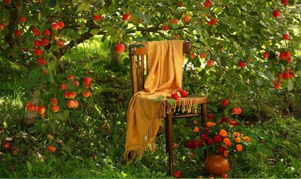 Az almafák - leírás, ültetés, gondozás, hogyan kell kiválasztani a almafacsemetéket