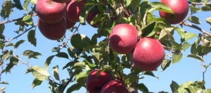 Fuji almafa fajták leírását, kémiai összetétele, haszon és kár, telepítési szabályok és gondozás, betakarítás