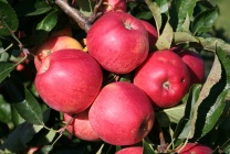 Яблуня фуджі опис сорту, хімічний склад, користь і шкода, правила посадки та догляду, збирання врожаю