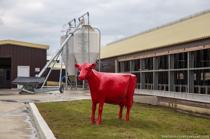 Fotografizez carne de vită sau povestiri despre cum Bender a mâncat vaca