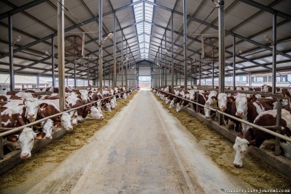 Fotografizez carne de vită sau povestiri despre cum Bender a mâncat vaca