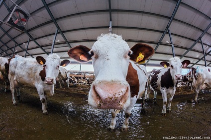 Fotografizez carne de vită sau povestiri despre cum Bender a mâncat vaca