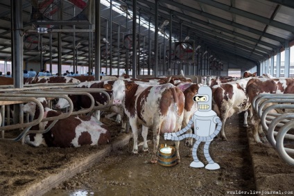 Fotografizez carne de vită sau povestiri despre cum Bender a mâncat vaca