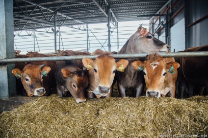 Fotografizez carne de vită sau povestiri despre cum Bender a mâncat vaca