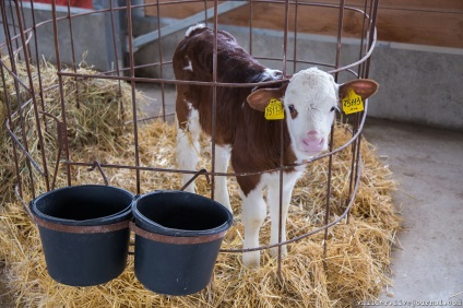 Fotografizez carne de vită sau povestiri despre cum Bender a mâncat vaca