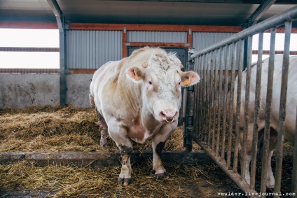 Fotografizez cuiburi sau povestiri despre cum Bender a muls vaca