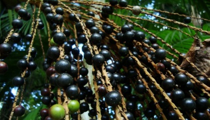 Berry Acai - struguri amazonieni cu proprietățile sale utile în descriere și fotografie