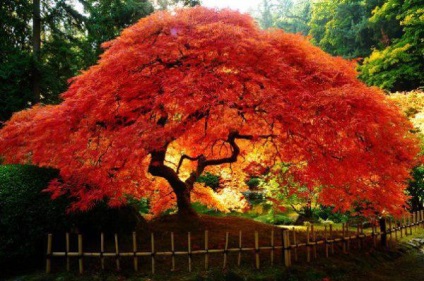Plantarea si ingrijirea arborelui japonez, cum sa cresteti din seminte