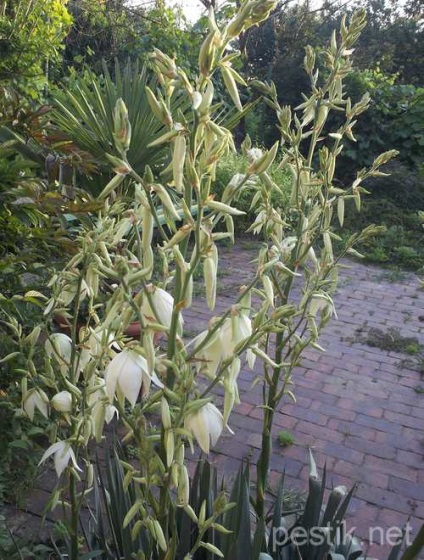 Yucca kert (jukka)