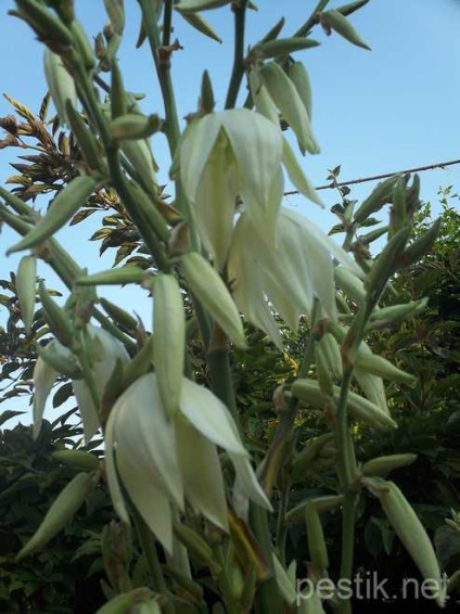 Gradina Yucca (yucca)